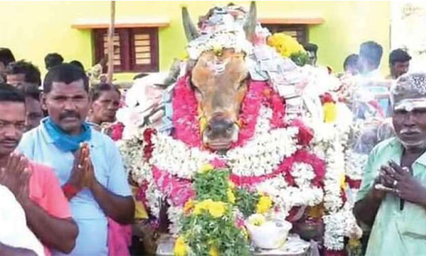 jellikettu death